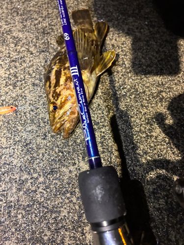 ベッコウゾイの釣果