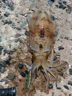 アオリイカの釣果