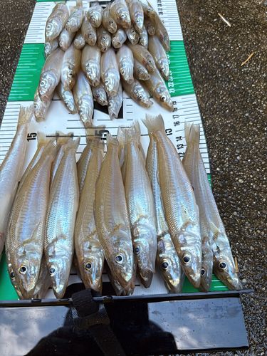 キスの釣果