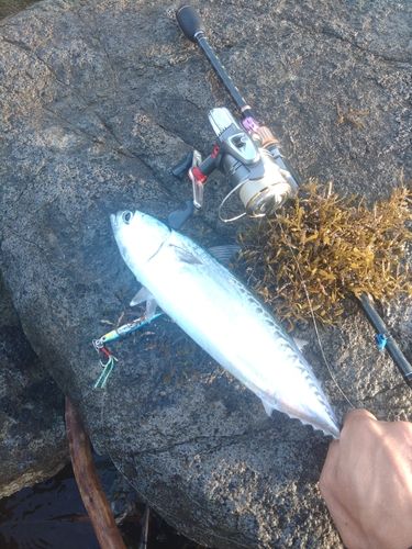 マルソウダの釣果