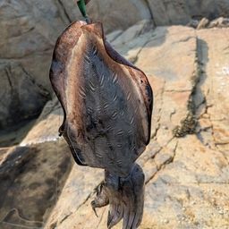 コウイカ