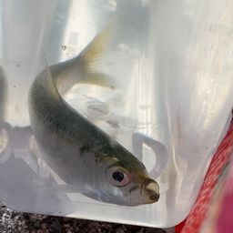 カタクチイワシ