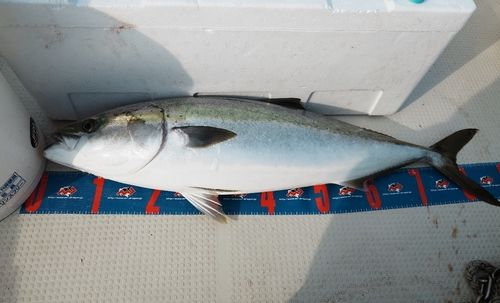 ブリの釣果