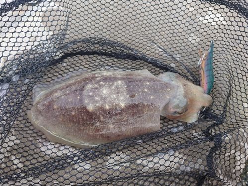 コウイカの釣果
