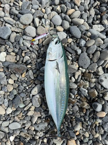 ソウダガツオの釣果