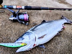 サクラマスの釣果