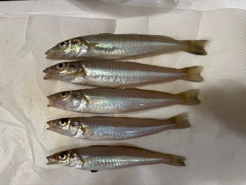 シロギスの釣果