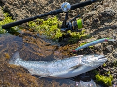 サクラマスの釣果