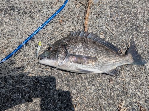 クロダイの釣果
