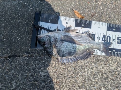 クロダイの釣果