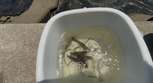 テナガエビの釣果