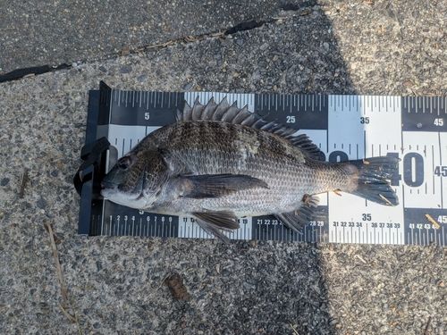 クロダイの釣果