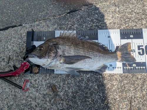 クロダイの釣果