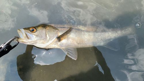 フッコ（マルスズキ）の釣果