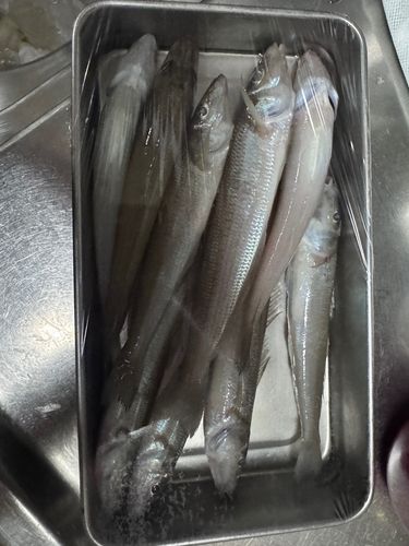 釣果