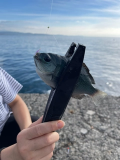 メジナの釣果