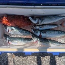 ウッカリカサゴ