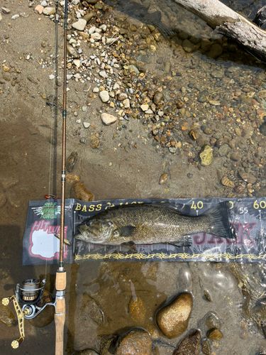 スモールマウスバスの釣果