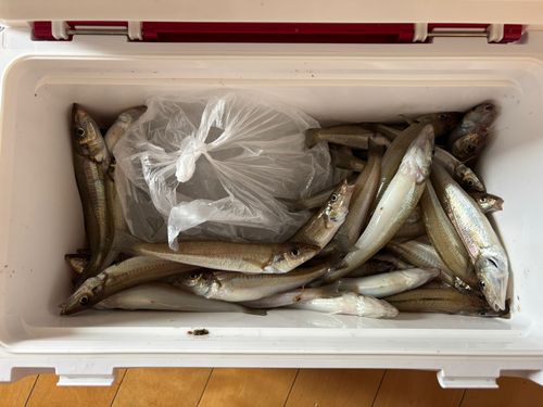 シロギスの釣果
