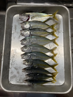カイワリの釣果