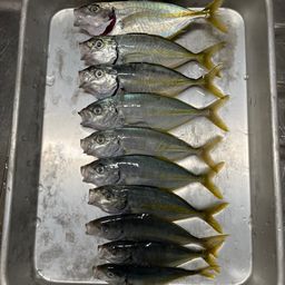 カイワリ
