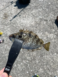ベラの釣果