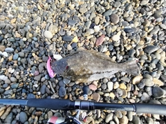 ヒラメの釣果