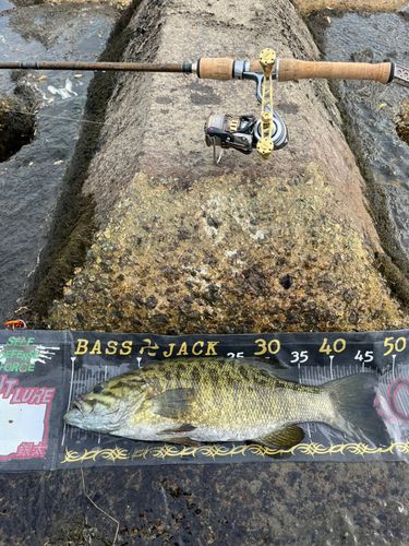 スモールマウスバスの釣果