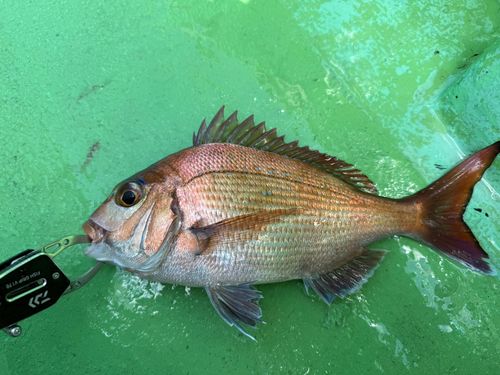 マダイの釣果