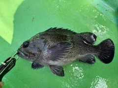 マゾイの釣果