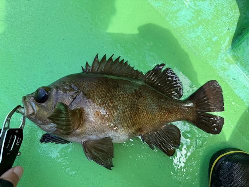 シロメバルの釣果