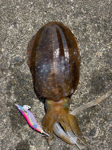 アオリイカの釣果
