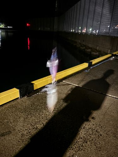 ヤリイカの釣果