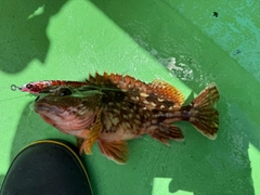 カサゴの釣果