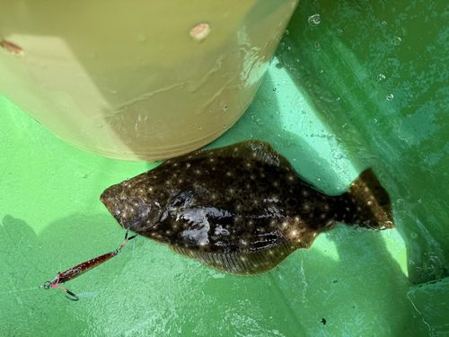 ヒラメの釣果
