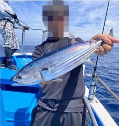 カツオの釣果