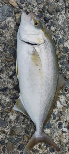 ショゴの釣果