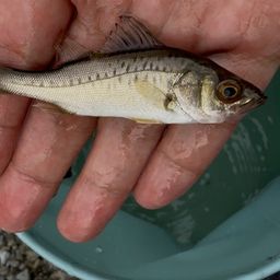 セイゴ（マルスズキ）