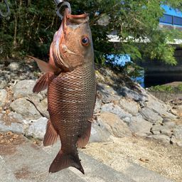 マングローブジャック