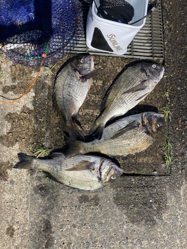 チヌの釣果