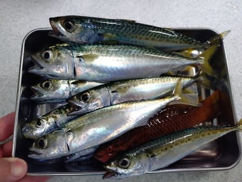 サバの釣果