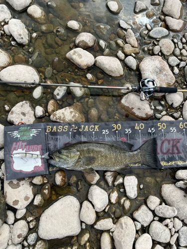 スモールマウスバスの釣果