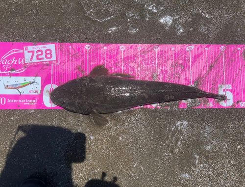 マゴチの釣果