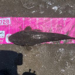 マゴチ