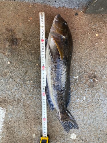 アイナメの釣果