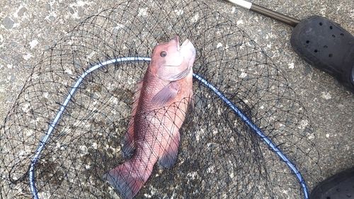 コブダイの釣果