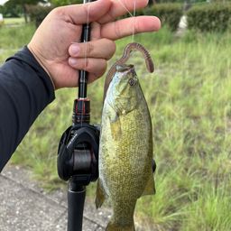 スモールマウスバス