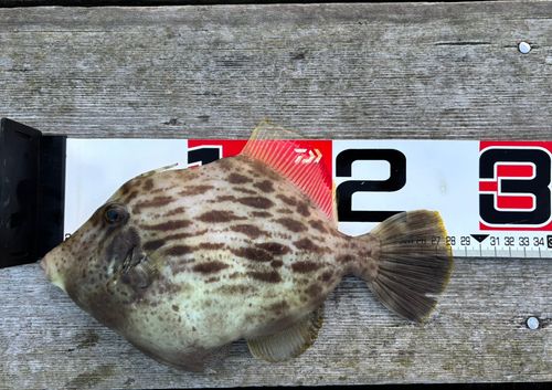 カワハギの釣果