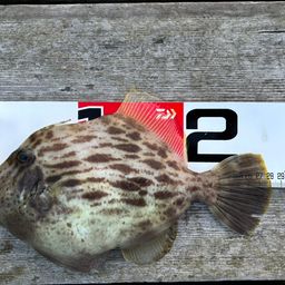 カワハギ