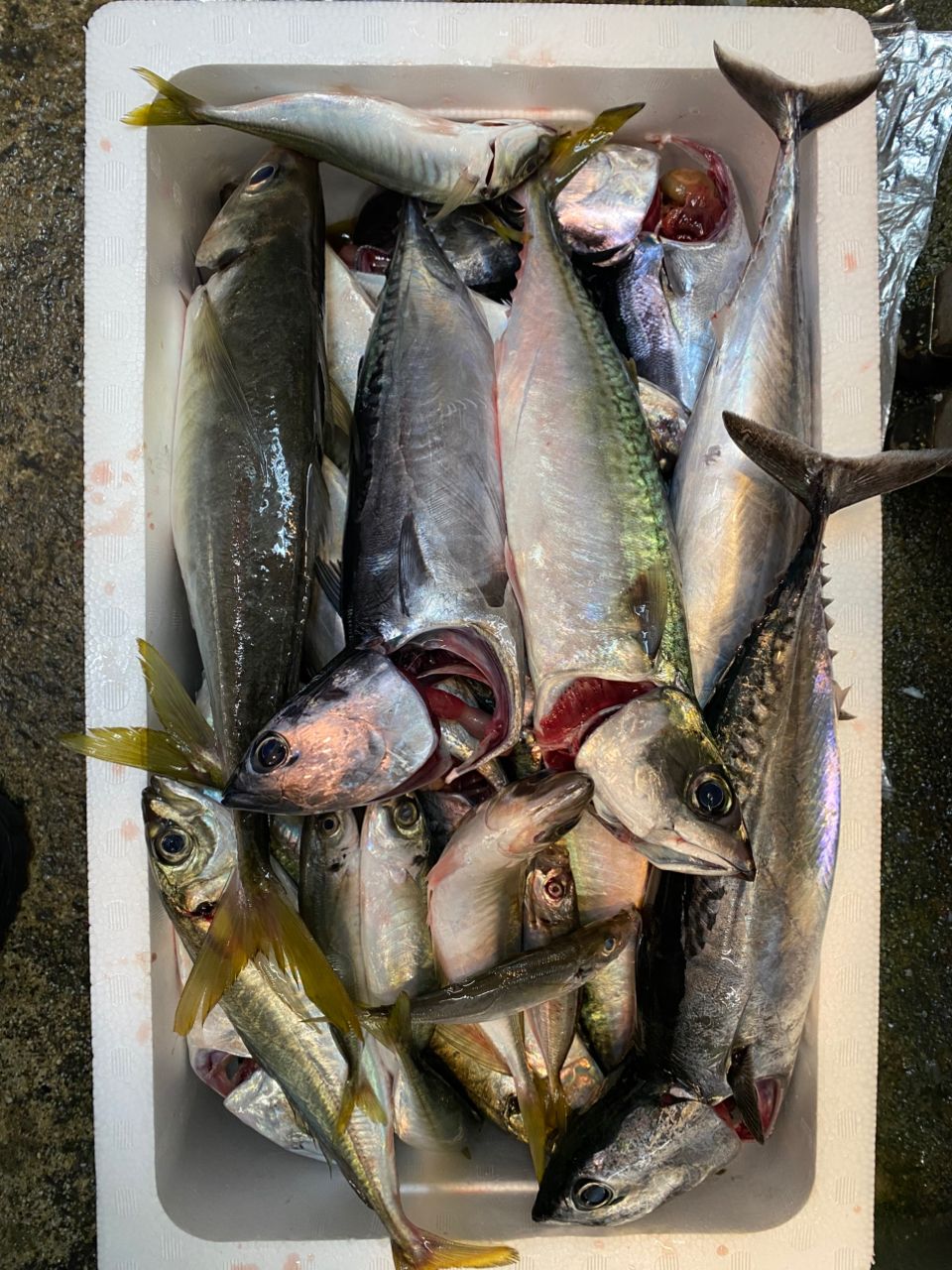 いっぱい釣りたい★捌けるようになりたいさんの釣果 2枚目の画像